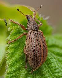 Attēlu rezultāti vaicājumam “Polydrusus mollis”