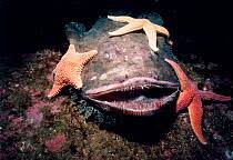 Image result for Lophius americanus