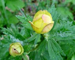 Attēlu rezultāti vaicājumam “Oenothera rubricauli bud”