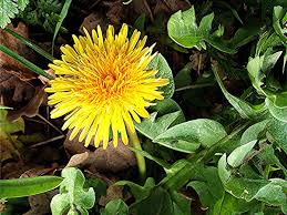 Attēlu rezultāti vaicājumam “Taraxacum officinale aggr.”