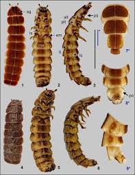 Attēlu rezultāti vaicājumam “Phosphaenus hemipterus male”