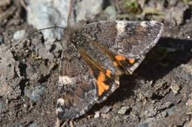 Attēlu rezultāti vaicājumam “Archiearis parthenias”