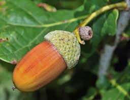 Attēlu rezultāti vaicājumam “Quercus robur fruit”