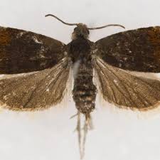 Attēlu rezultāti vaicājumam “Pammene rhediella”