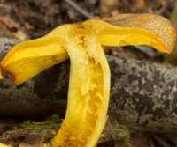 Attēlu rezultāti vaicājumam “Tricholomopsis decora”