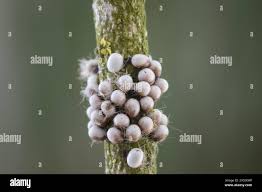 Attēlu rezultāti vaicājumam “Saturnia pavonia eggs”