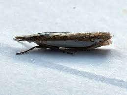 Attēlu rezultāti vaicājumam “Crambus hamella”