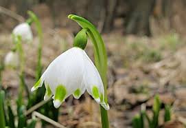 Attēlu rezultāti vaicājumam “Leucojum vernum var. carpathicum”