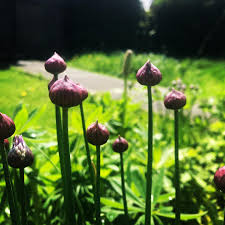 Attēlu rezultāti vaicājumam “Allium schoenoprasum bud”