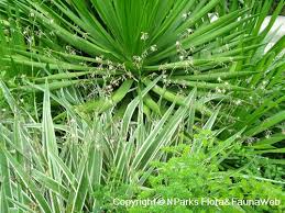 Attēlu rezultāti vaicājumam “Dianemataceae”