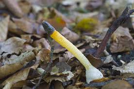 Attēlu rezultāti vaicājumam “Mutinus caninus”