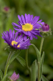Image result for Aster alpinus