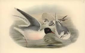 Attēlu rezultāti vaicājumam “Larus minutus”