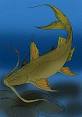 Bagarius - Wikipedia, the free encyclopedia