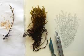 Attēlu rezultāti vaicājumam “Scorpidium cossonii”