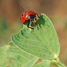 Attēlu rezultāti vaicājumam “Gonioctena”