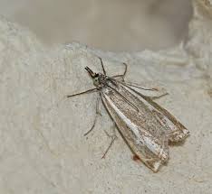 Attēlu rezultāti vaicājumam “Crambus heringiellus”