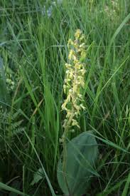 Attēlu rezultāti vaicājumam “Listera ovata flower”