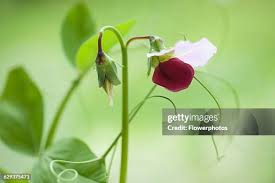 Attēlu rezultāti vaicājumam “Pisum sativum flower”