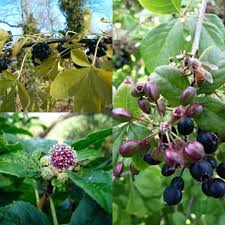 Attēlu rezultāti vaicājumam “Eleutherococcus sessiliflorus”