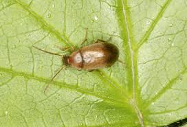 Attēlu rezultāti vaicājumam “Isomira murina”