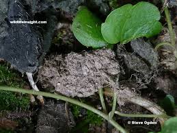 Attēlu rezultāti vaicājumam “Callimorpha dominula larva”