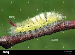 Attēlu rezultāti vaicājumam “Calliteara pudibunda”