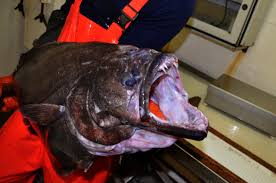 Image result for Reinhardtius hippoglossoides