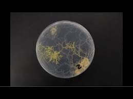 Attēlu rezultāti vaicājumam “Physarum leucopus plasmodium”