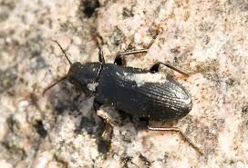 Attēlu rezultāti vaicājumam “Melandrya dubia”