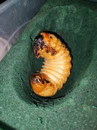 Attēlu rezultāti vaicājumam “Mamestra brassicae pupa”