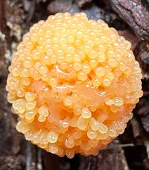 Attēlu rezultāti vaicājumam “Cribraria argillacea stalked”