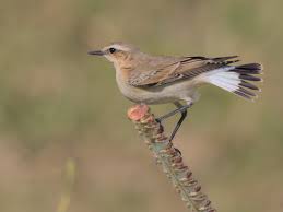 Attēlu rezultāti vaicājumam “Oenanthe oenanthe female”