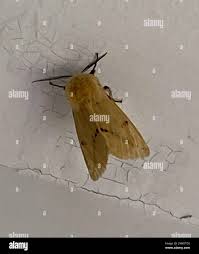 Attēlu rezultāti vaicājumam “Spilosoma lutea imago”