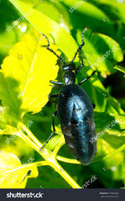 Attēlu rezultāti vaicājumam “Meloe sp.”