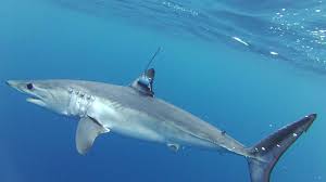 Image result for Isurus oxyrinchus