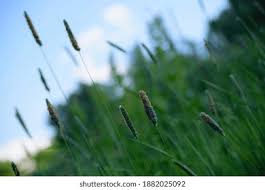 Attēlu rezultāti vaicājumam “Setaria glauca”