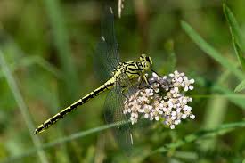 Attēlu rezultāti vaicājumam “Gomphus flavipes”