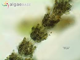 Attēlu rezultāti vaicājumam “Batrachospermum moniliforme”