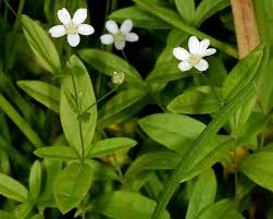 Attēlu rezultāti vaicājumam “Moehringia lateriflora flower”
