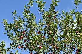 Attēlu rezultāti vaicājumam “Malus prunifolia fruit”