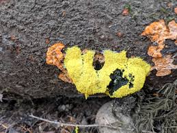 Attēlu rezultāti vaicājumam “Fuligo leviderma plasmodium”