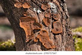 Attēlu rezultāti vaicājumam “Hymenochaete rubiginosa”