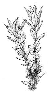 Attēlu rezultāti vaicājumam “Bryum pseudotriquetrum”