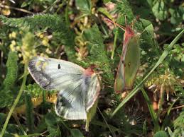 Attēlu rezultāti vaicājumam “Colias palaeno upperside”