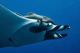 Image result for Mobula birostris