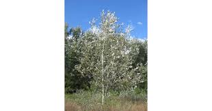 Attēlu rezultāti vaicājumam “Populus alba Nivea”