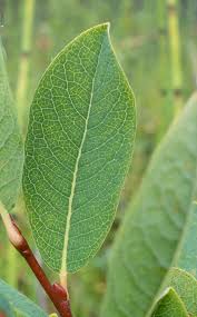 Attēlu rezultāti vaicājumam “Salix myrtilloides”