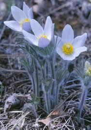 Attēlu rezultāti vaicājumam “Pulsatilla patens”