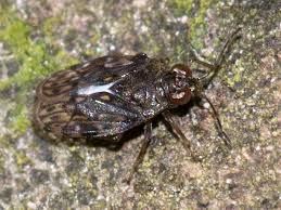 Attēlu rezultāti vaicājumam “Saldula saltatoria”